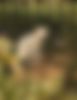A white cat in the Umm Al Emarat Park